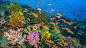 Bunaken Marine Park